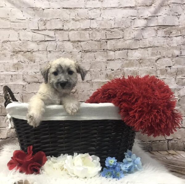 Schnoodle-DOG-Female-Cream Sable-7333-Petland Robinson, Pittsburgh, PA