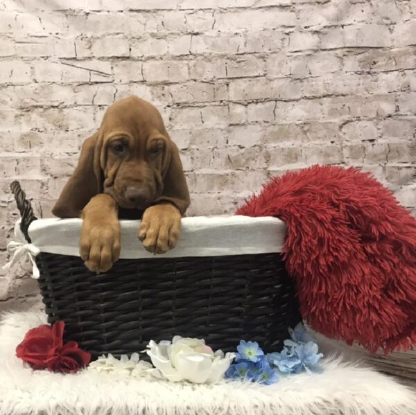 Bloodhound-DOG-Male-Red-7332-Petland Robinson, Pittsburgh, PA