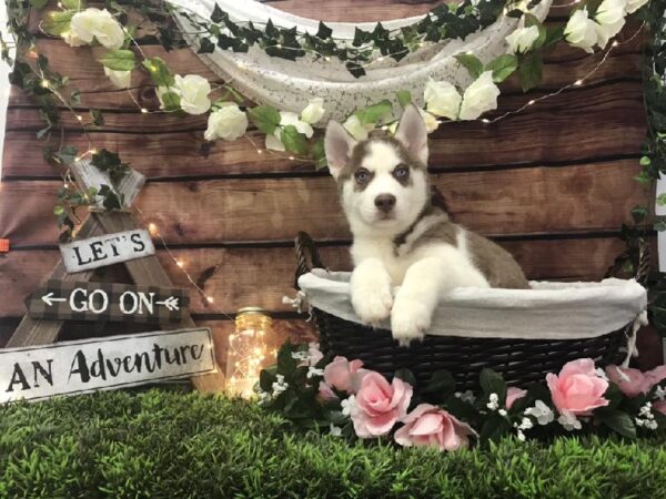 Siberian Husky-DOG-Male-Red and White-7336-Petland Robinson, Pittsburgh, PA