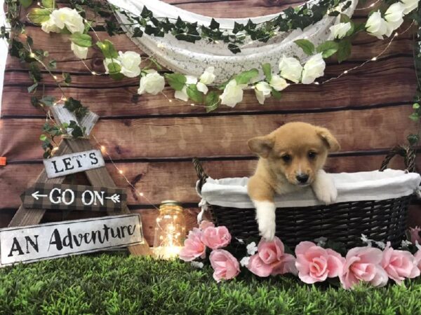 Pembroke Welsh Corgi-DOG-Male-Red-7350-Petland Robinson, Pittsburgh, PA