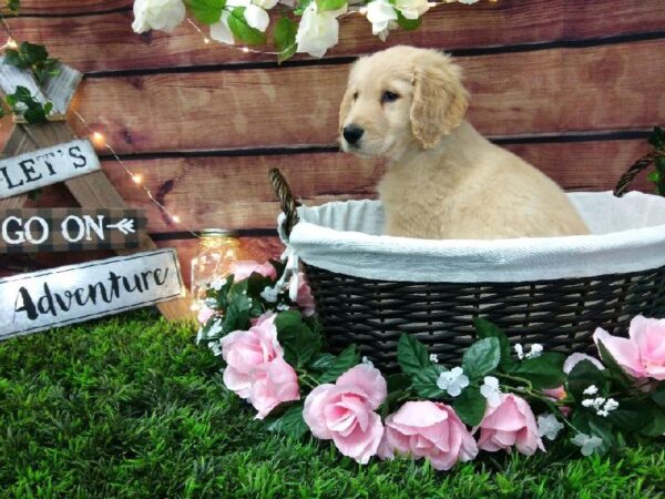 Goldendoodle-DOG-Male-Cream-7355-Petland Robinson, Pittsburgh, PA