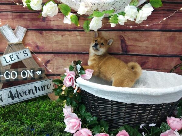 Shiba Inu-DOG-Male-Red-7367-Petland Robinson, Pittsburgh, PA