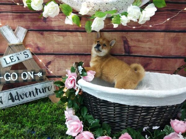 Shiba Inu DOG Male Red 7367 Petland Robinson, PA