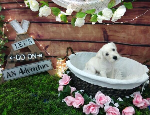 Schnoodle-DOG-Male-White-7366-Petland Robinson, PA