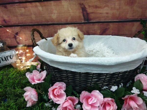 Eski-poo-DOG-Female-Brown-7363-Petland Robinson, Pittsburgh, PA