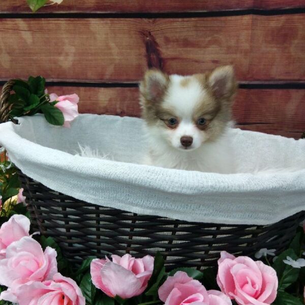 Pomeranian-DOG-Female-Orange-7377-Petland Robinson, Pittsburgh, PA