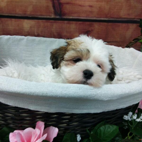 Teddy Bear-DOG-Male-Gold / White-7376-Petland Robinson, Pittsburgh, PA