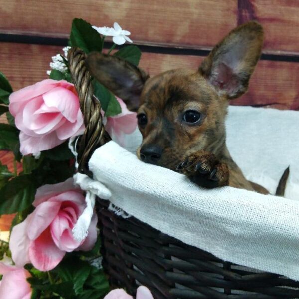 Chiweenie-DOG-Female-Brindle-7378-Petland Robinson, Pittsburgh, PA