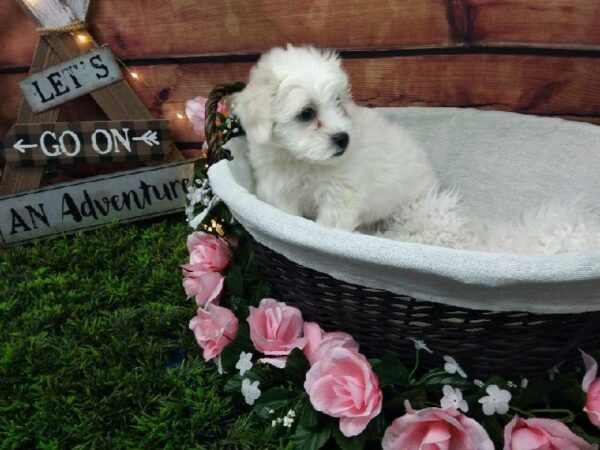 Coton De Tulear DOG Male White 7382 Petland Robinson, PA