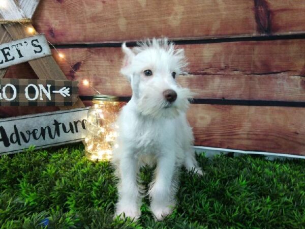 Mini Schnauzer DOG Male White 7388 Petland Robinson, PA