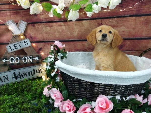 Golden Retriever-DOG-Male-Dark Golden-7389-Petland Robinson, Pittsburgh, PA