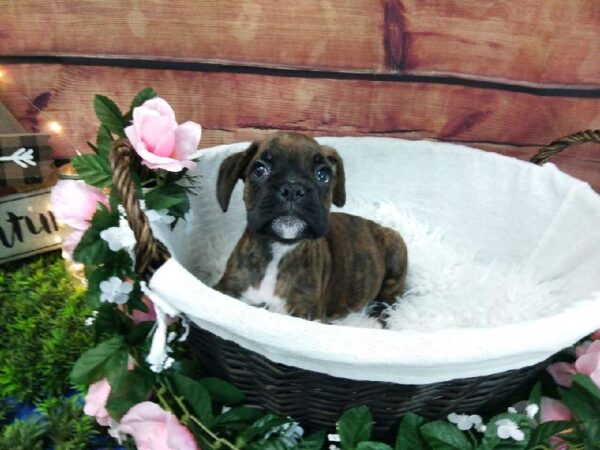 Boxer-DOG-Male-Brindle-7386-Petland Robinson, Pittsburgh, PA