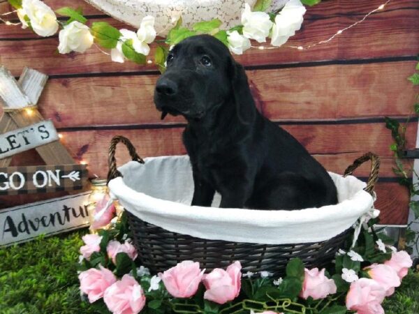Labrador Retriever-DOG-Male-Black-7390-Petland Robinson, Pittsburgh, PA