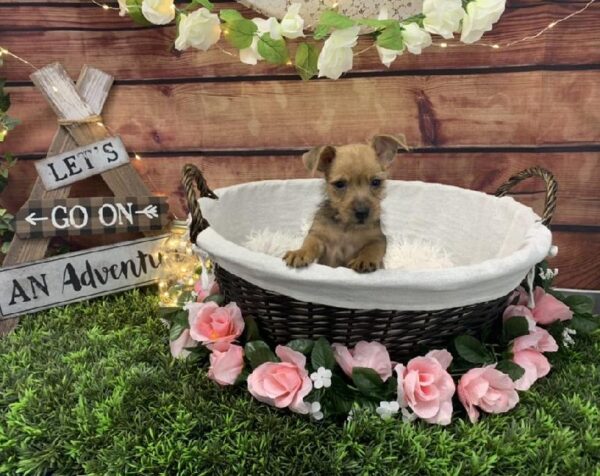 Australian Terrier-DOG-Female-Red-7381-Petland Robinson, PA