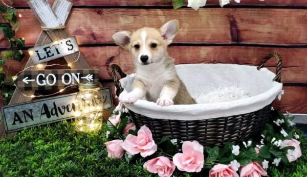 Pembroke Welsh Corgi-DOG-Male-Sable-7385-Petland Robinson, Pittsburgh, PA