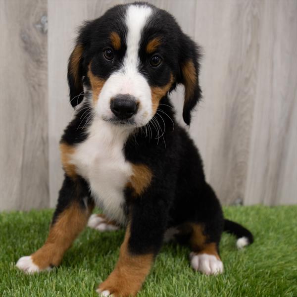 Bernese Mountain Dog-DOG-Male-Black Rust / White-7409-Petland Robinson, Pittsburgh, PA