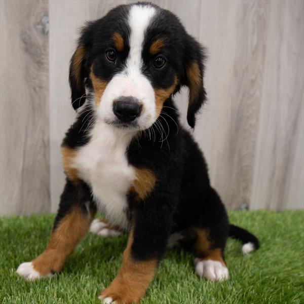 Bernese Mountain Dog DOG Male Black Rust / White 7409 Petland Robinson, PA