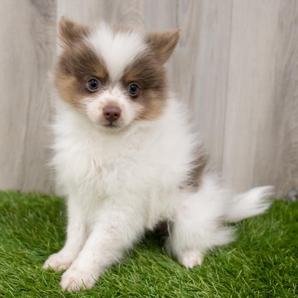 Pomeranian-DOG-Female-Chocolate / Tan-7410-Petland Robinson, Pittsburgh, PA