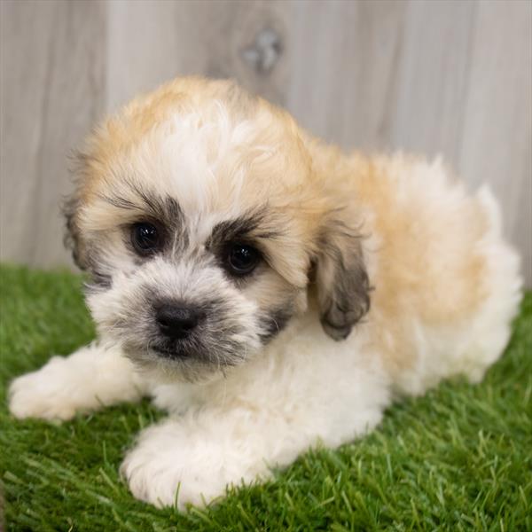 Teddy Bear-DOG-Female-Gold / White-7411-Petland Robinson, Pittsburgh, PA