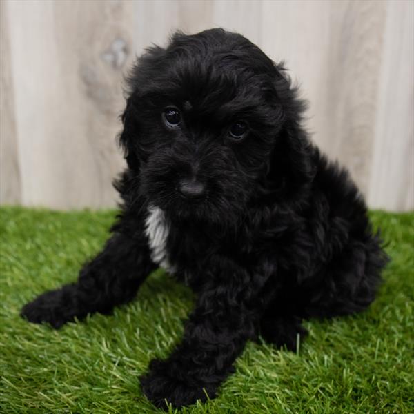 Cockapoo DOG Female Black 7412 Petland Robinson, PA