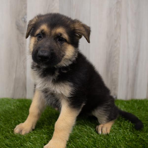 German Shepherd DOG Male Black / Tan 7413 Petland Robinson, PA