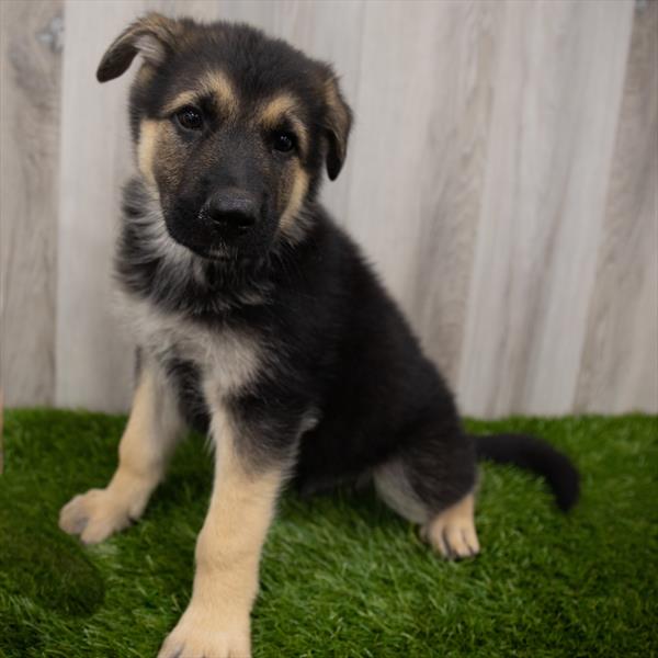 German Shepherd-DOG-Male-Black / Tan-7414-Petland Robinson, Pittsburgh, PA