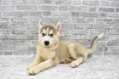 Siberian Husky DOG Male Sable and White 7416 Petland Robinson, PA