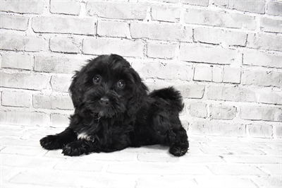 Havapoo-DOG-Female-Black-7417-Petland Robinson, Pittsburgh, PA
