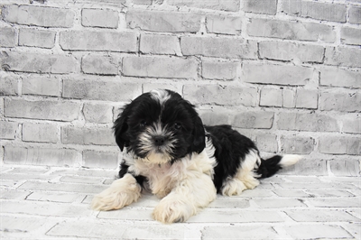 Shih Tzu DOG Male Black and White 7418 Petland Robinson, PA