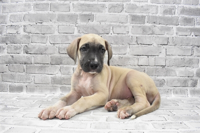 Great Dane-DOG-Female-Fawn-7422-Petland Robinson, Pittsburgh, PA