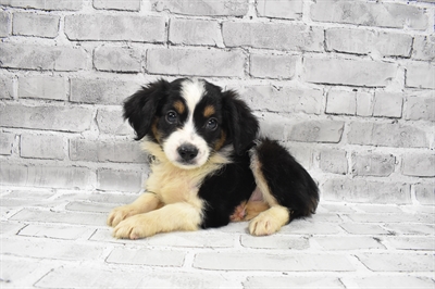 Miniature Australian Shepherd-DOG-Male-Black White and Brown-7423-Petland Robinson, Pittsburgh, PA