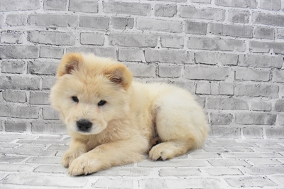 Chow Chow DOG Male Cream 7424 Petland Robinson, PA