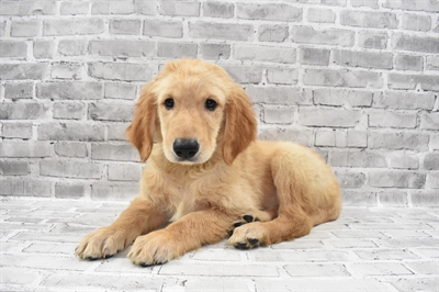 Golden Retriever-DOG-Male-Light Golden-7425-Petland Robinson, Pittsburgh, PA