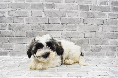 Teddy Bear-DOG-Female-Silver and White-7426-Petland Robinson, Pittsburgh, PA