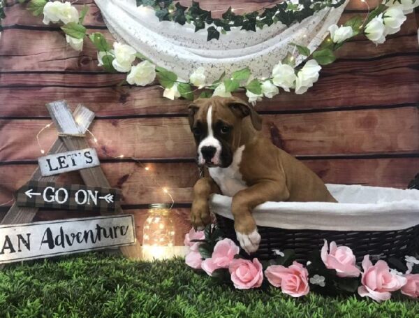 Boxer-DOG-Male-Fawn-7435-Petland Robinson, Pittsburgh, PA