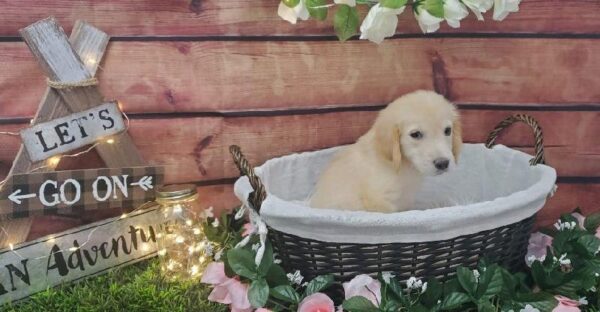 Golden Retriever-DOG-Male-Light Golden-7398-Petland Robinson, Pittsburgh, PA