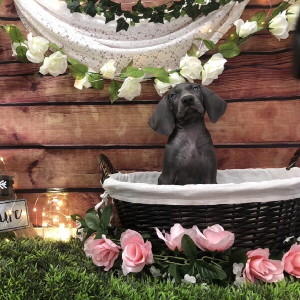 Weimaraner-DOG-Female-Blue-7454-Petland Robinson, Pittsburgh, PA