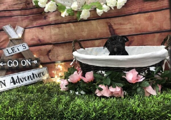 Victorian Bulldog-DOG-Male-Black-7449-Petland Robinson, Pittsburgh, PA