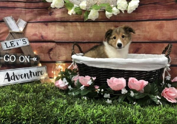 Sheltie-DOG-Male-Sable and White-7447-Petland Robinson, Pittsburgh, PA