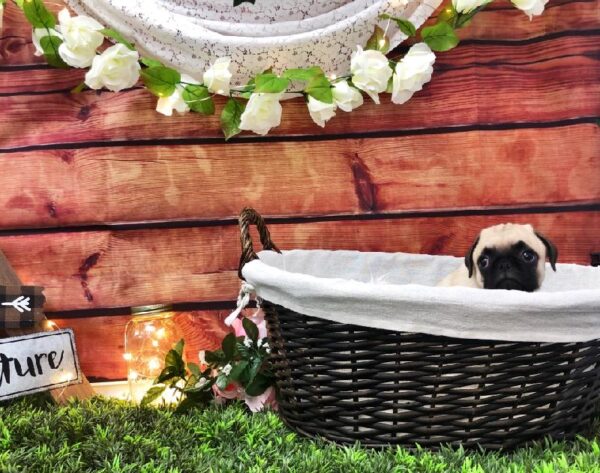 Pug-DOG-Male-Fawn-7450-Petland Robinson, Pittsburgh, PA