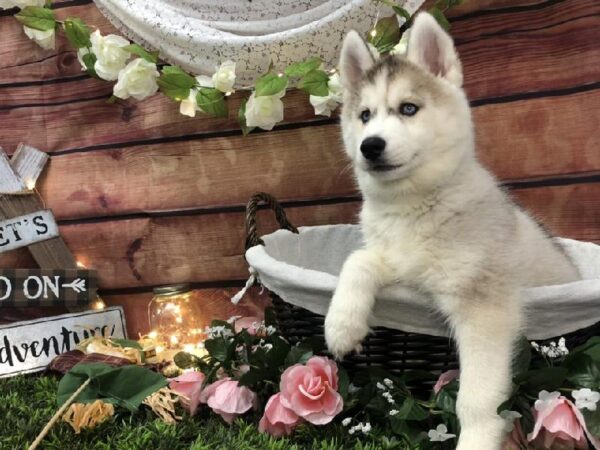 Siberian Husky-DOG-Female-Grey and White-7448-Petland Robinson, Pittsburgh, PA