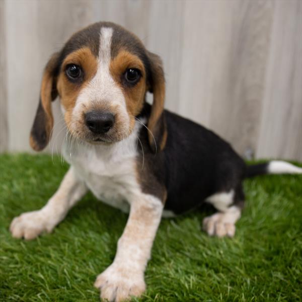 Beagle-DOG-Male-Black White / Tan-7461-Petland Robinson, Pittsburgh, PA