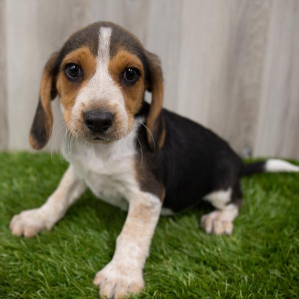 Beagle DOG Male Black White / Tan 7461 Petland Robinson, PA