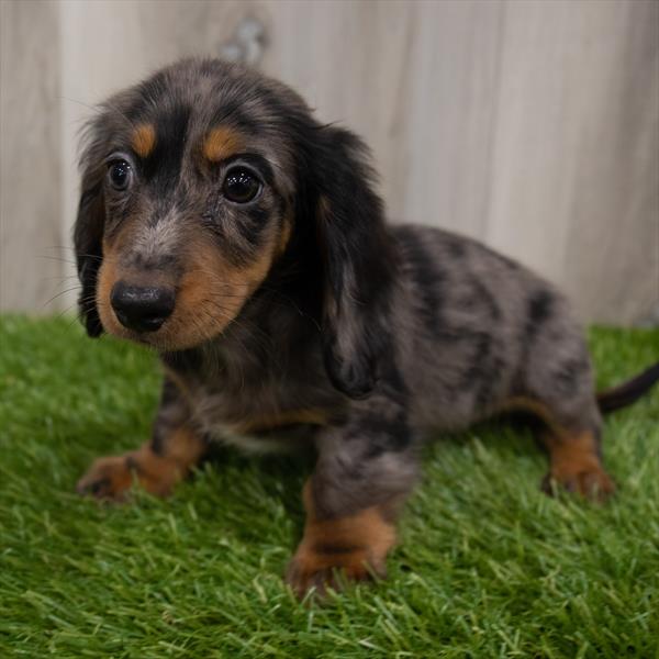 Dachshund DOG Male Black / Tan 7462 Petland Robinson, PA