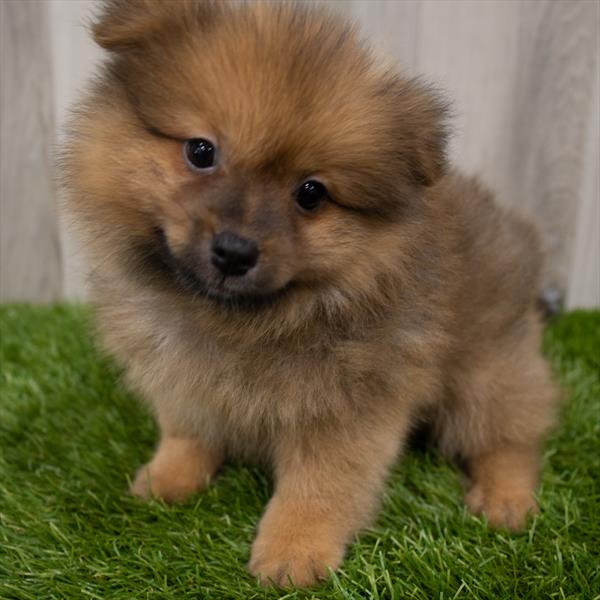 Pomeranian DOG Male Red Sable 7463 Petland Robinson, PA