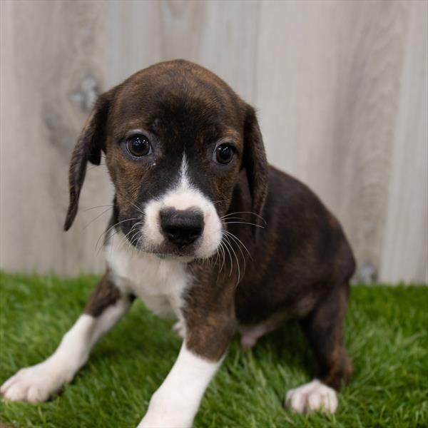 Boggle DOG Male Brindle 7464 Petland Robinson, PA