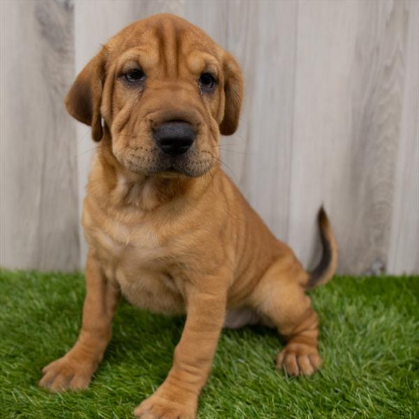 Sharpeagle-DOG-Female-Red-7465-Petland Robinson, PA