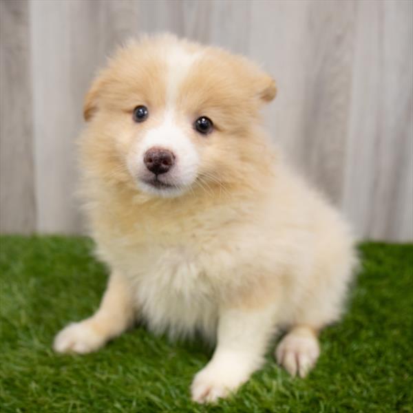 Pomsky-DOG-Male-Cream-7466-Petland Robinson, Pittsburgh, PA