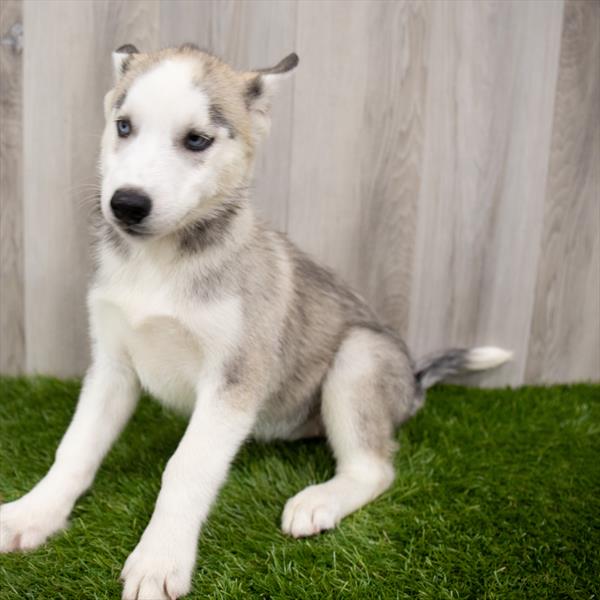 Siberian Husky-DOG-Female-Gray / White-7467-Petland Robinson, Pittsburgh, PA