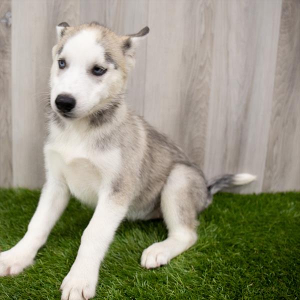 Siberian Husky DOG Female Gray / White 7467 Petland Robinson, PA